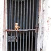 prisoner